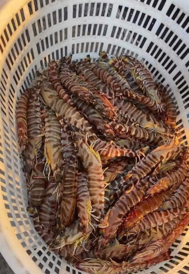 Tôm vằn tươi